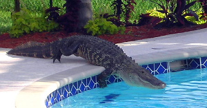 Alligator that escpaed the zoo and went swimming in neighbors pool